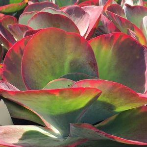 Meet your Posher, Debra